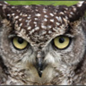 Meet your Posher, Saralynn